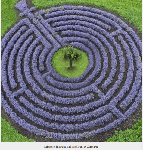 Lavandas en Kastellaun