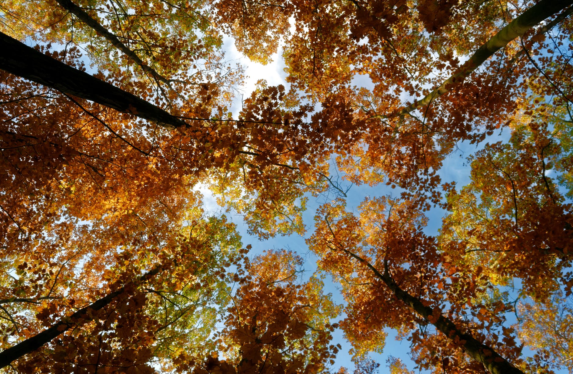 brown leaves of a tree under blue sky